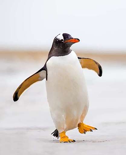 Run android online APK Penguin sounds ~ Sboard.pro from MyAndroid or emulate Penguin sounds ~ Sboard.pro using MyAndroid Run android online APK Penguin sounds ~ Sboard.pro from MyAndroid or emulate Penguin sounds ~ Sboard.pro using MyAndroid
