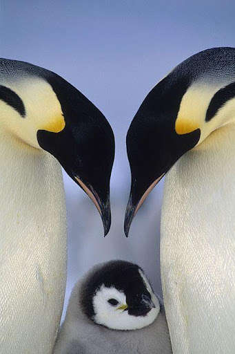 Run android online APK Penguins Wallpapers HD from MyAndroid or emulate Penguins Wallpapers HD using MyAndroid Run android online APK Penguins Wallpapers HD from MyAndroid or emulate Penguins Wallpapers HD using MyAndroid