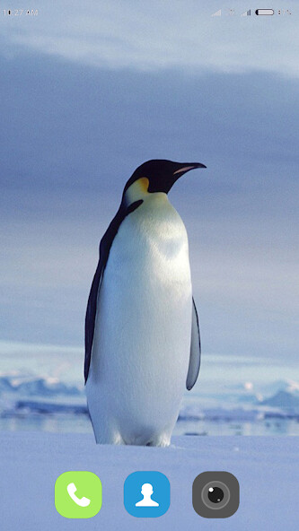 Run android online APK Penguin Wallpaper HD from MyAndroid or emulate Penguin Wallpaper HD using MyAndroid Run android online APK Penguin Wallpaper HD from MyAndroid or emulate Penguin Wallpaper HD using MyAndroid