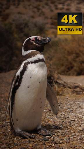Run android online APK Penguin Wallpapers - 4K and UHD from MyAndroid or emulate Penguin Wallpapers - 4K and UHD using MyAndroid Run android online APK Penguin Wallpapers - 4K and UHD from MyAndroid or emulate Penguin Wallpapers - 4K and UHD using MyAndroid