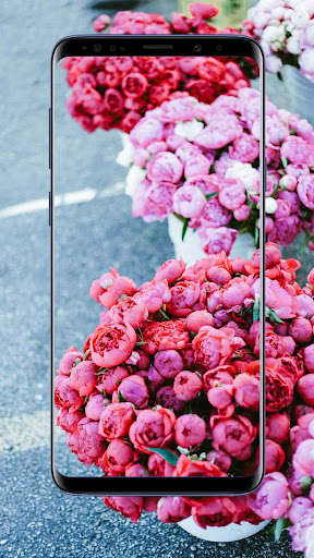 Run android online APK Peonies Flower Wallpapers from MyAndroid or emulate Peonies Flower Wallpapers using MyAndroid