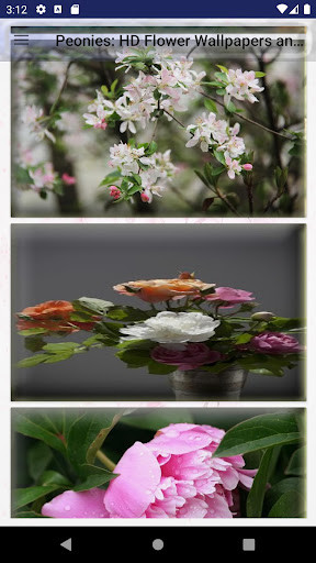 Run android online APK Peonies: HD Flower Wallpapers and Backgrounds from MyAndroid or emulate Peonies: HD Flower Wallpapers and Backgrounds using MyAndroid Run android online APK Peonies: HD Flower Wallpapers and Backgrounds from MyAndroid or emulate Peonies: HD Flower Wallpapers and Backgrounds using MyAndroid