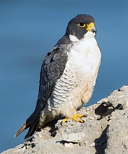 Run android online APK Peregrine Falcon Ringtones from MyAndroid or emulate Peregrine Falcon Ringtones using MyAndroid