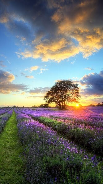 Emulate Android APK Perfect Sunset Live Wallpaper Emulate Android APK Perfect Sunset Live Wallpaper