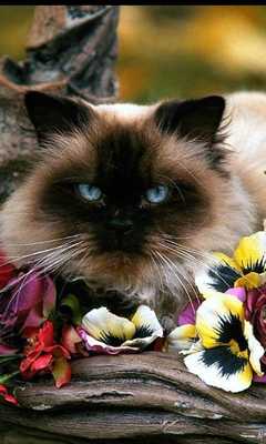 Emulate Android APK Persian Cats Wallpapers Emulate Android APK Persian Cats Wallpapers