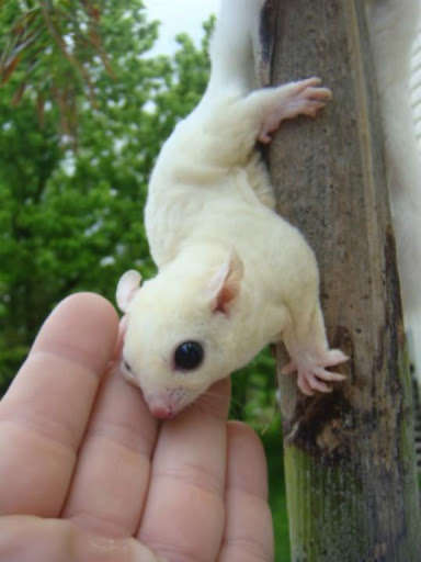 Run android online APK Pet Sugar Glider Care from MyAndroid or emulate Pet Sugar Glider Care using MyAndroid Run android online APK Pet Sugar Glider Care from MyAndroid or emulate Pet Sugar Glider Care using MyAndroid