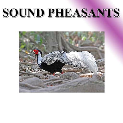 Run android online APK Pheasant phonetically from MyAndroid or emulate Pheasant phonetically using MyAndroid Run android online APK Pheasant phonetically from MyAndroid or emulate Pheasant phonetically using MyAndroid