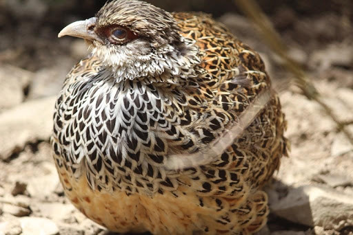 Run android online APK Pheasant wallpapers from MyAndroid or emulate Pheasant wallpapers using MyAndroid