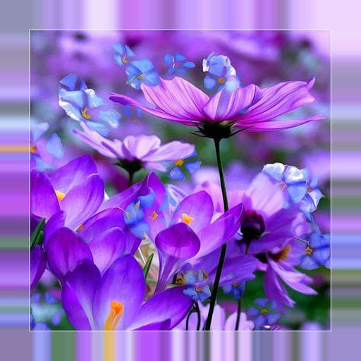 Run android online APK Photographs of flowers from MyAndroid or emulate Photographs of flowers using MyAndroid Run android online APK Photographs of flowers from MyAndroid or emulate Photographs of flowers using MyAndroid