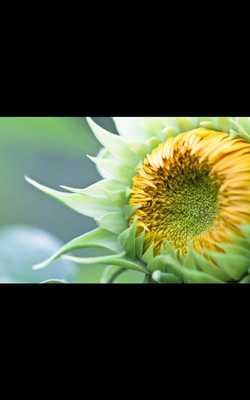 Emulate Android APK Photo Sunflower Live Wallpaper