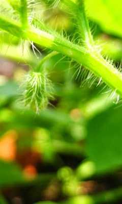 Emulate Android APK Physalis Pubescens Wallpaper Emulate Android APK Physalis Pubescens Wallpaper