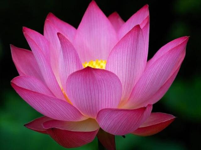 Run android online APK Pictures of Flowers App from MyAndroid or emulate Pictures of Flowers App using MyAndroid