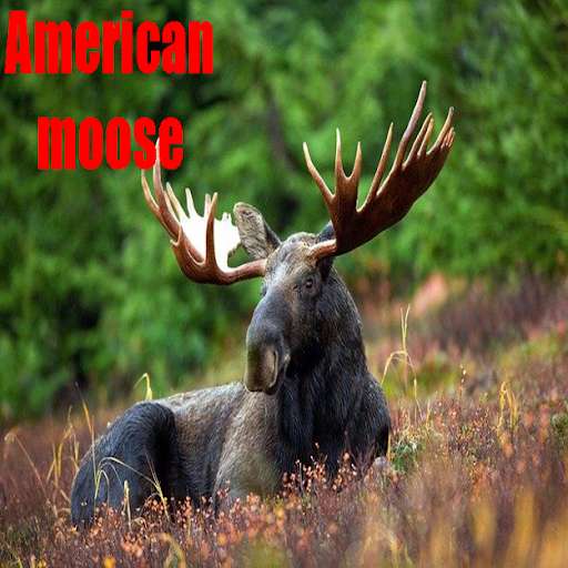Run android online APK Pictures of the American moose from MyAndroid or emulate Pictures of the American moose using MyAndroid Run android online APK Pictures of the American moose from MyAndroid or emulate Pictures of the American moose using MyAndroid