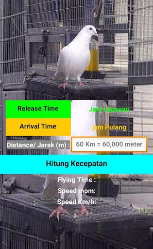 Run android online APK Pigeon Speed from MyAndroid or emulate Pigeon Speed using MyAndroid