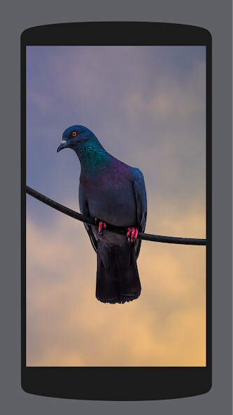 Run android online APK Pigeon Wallpaper HD4k from MyAndroid or emulate Pigeon Wallpaper HD4k using MyAndroid Run android online APK Pigeon Wallpaper HD4k from MyAndroid or emulate Pigeon Wallpaper HD4k using MyAndroid