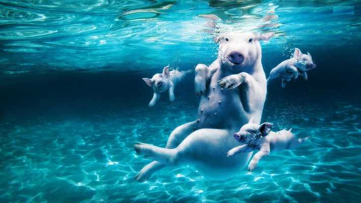 Emulate Android APK Pigs happinies. Wallpapers Emulate Android APK Pigs happinies. Wallpapers