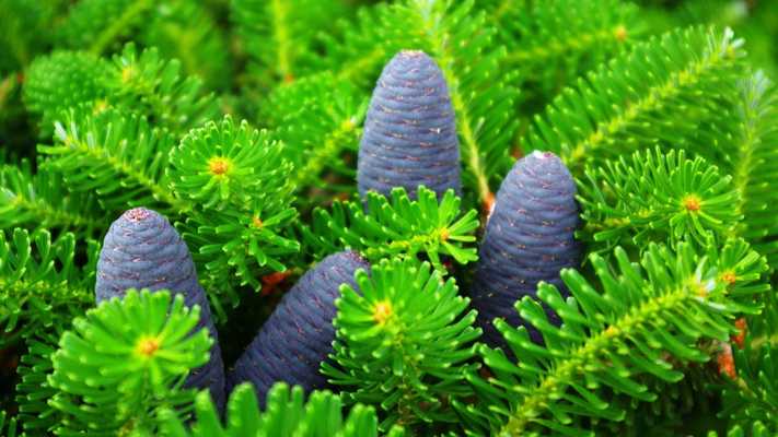 Emulate Android APK Pine cones. Live wallpaper