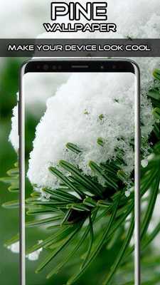 Emulate Android APK Pine Wallpaper Emulate Android APK Pine Wallpaper