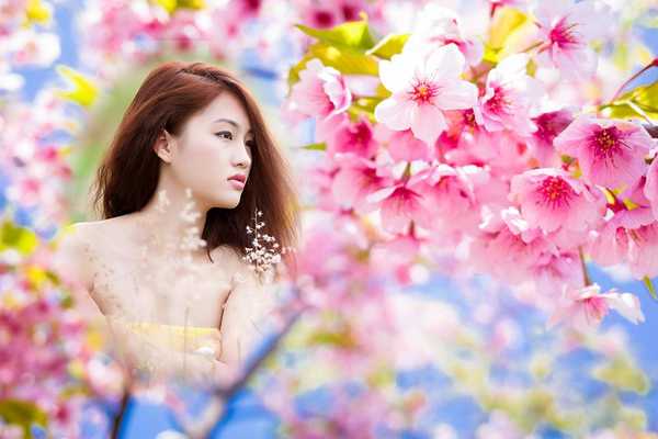 Emulate Android APK Pink Cherry Blossoms 3D Emulate Android APK Pink Cherry Blossoms 3D