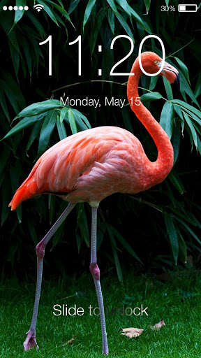 Run android online APK Pink Flamingo Screen Losk from MyAndroid or emulate Pink Flamingo Screen Losk using MyAndroid Run android online APK Pink Flamingo Screen Losk from MyAndroid or emulate Pink Flamingo Screen Losk using MyAndroid