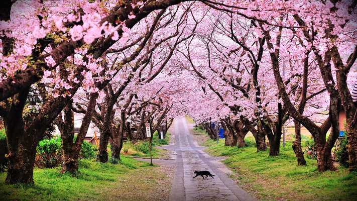 Emulate Android APK Pink garden. Live wallpapers Emulate Android APK Pink garden. Live wallpapers