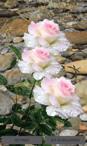 Run android online APK Pink White Roses LWP from MyAndroid or emulate Pink White Roses LWP using MyAndroid Run android online APK Pink White Roses LWP from MyAndroid or emulate Pink White Roses LWP using MyAndroid