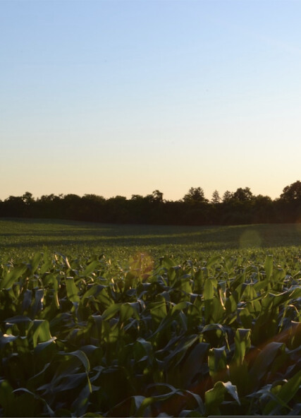 Run android online APK Pioneer App from MyAndroid or emulate Pioneer App using MyAndroid