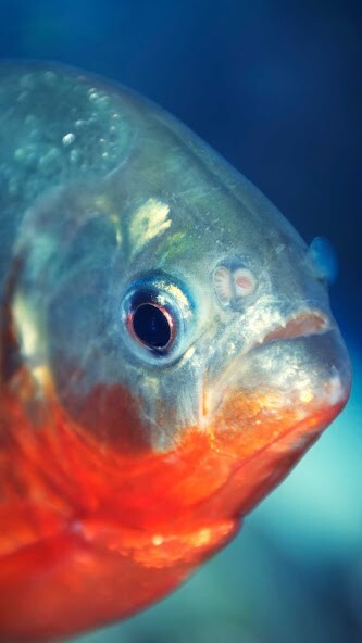 Run android online APK Piranha Wallpaper from MyAndroid or emulate Piranha Wallpaper using MyAndroid Run android online APK Piranha Wallpaper from MyAndroid or emulate Piranha Wallpaper using MyAndroid