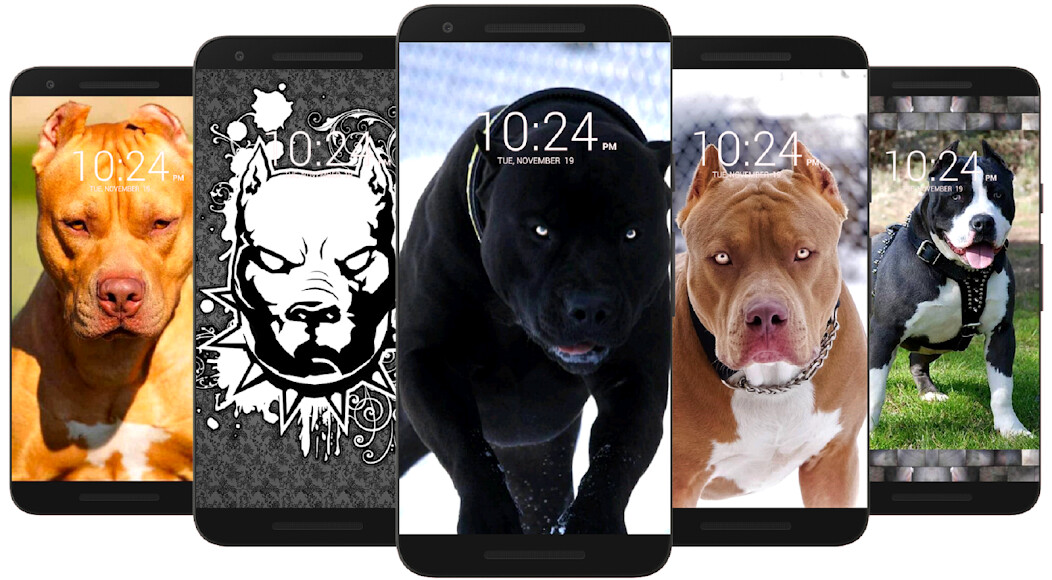 Run android online APK Pitbull Dog Wallpaper HD from MyAndroid or emulate Pitbull Dog Wallpaper HD using MyAndroid