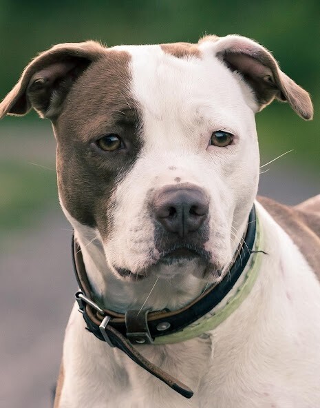 Run android online APK Pitbull Dog Wallpapers HD from MyAndroid or emulate Pitbull Dog Wallpapers HD using MyAndroid Run android online APK Pitbull Dog Wallpapers HD from MyAndroid or emulate Pitbull Dog Wallpapers HD using MyAndroid