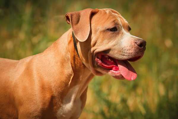 Emulate Android APK Pitbull Puppy Wallpapers Emulate Android APK Pitbull Puppy Wallpapers