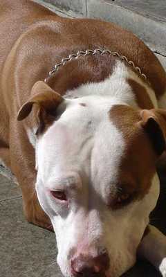 Emulate Android APK Pit Bulls Dogs Jigsaw Puzzle Emulate Android APK Pit Bulls Dogs Jigsaw Puzzle