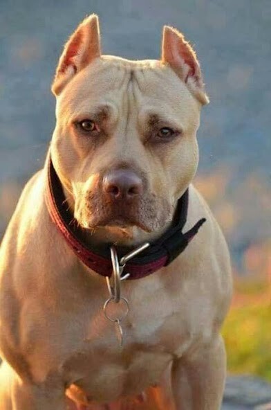 Run android online APK Pitbull Wallpapers HD from MyAndroid or emulate Pitbull Wallpapers HD using MyAndroid