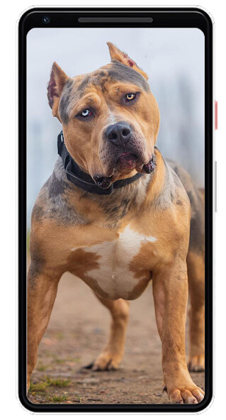 Run android online APK Pitbull Wallpapers from MyAndroid or emulate Pitbull Wallpapers using MyAndroid