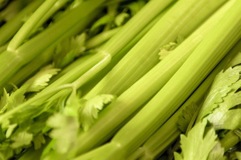 Run android online APK Plan de corte vs. Producción from MyAndroid or emulate Plan de corte vs. Producción using MyAndroid