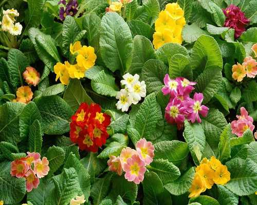 Emulate Android APK Plant  Flowers Puzzle