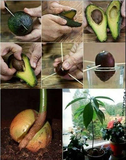 Emulate Android APK Planting Ideas Emulate Android APK Planting Ideas