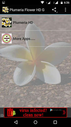 Emulate Android APK Plumeria Flower HD Wallpaper Emulate Android APK Plumeria Flower HD Wallpaper
