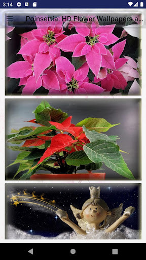 Run android online APK Poinsettia: HD Flower Wallpapers and Backgrounds from MyAndroid or emulate Poinsettia: HD Flower Wallpapers and Backgrounds using MyAndroid