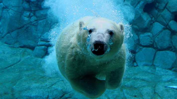 Emulate Android APK Polar Bear Live Wallpaper Emulate Android APK Polar Bear Live Wallpaper