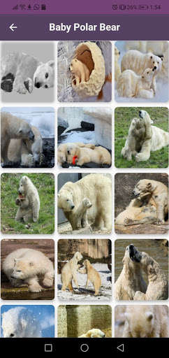 Emulate Android APK Polar Bear Wallpapers HD