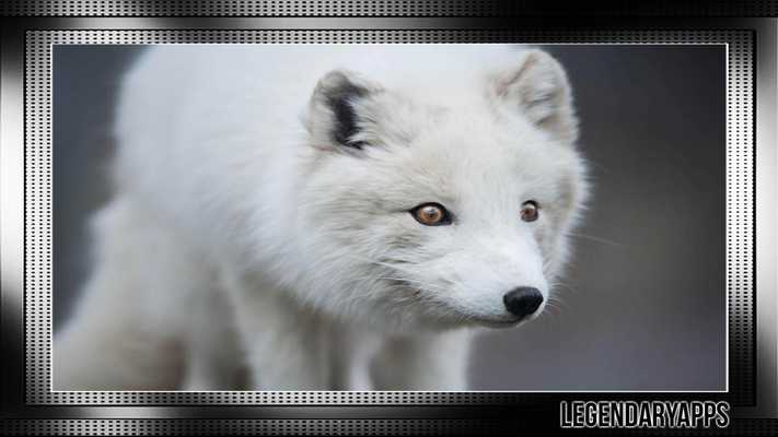 Emulate Android APK Polar Fox Wallpaper Emulate Android APK Polar Fox Wallpaper