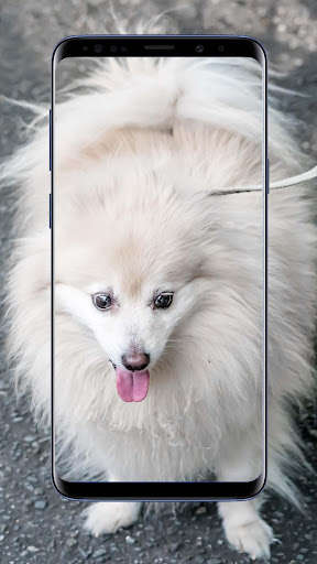 Run android online APK Pomeranian Dogs Wallpaper from MyAndroid or emulate Pomeranian Dogs Wallpaper using MyAndroid Run android online APK Pomeranian Dogs Wallpaper from MyAndroid or emulate Pomeranian Dogs Wallpaper using MyAndroid