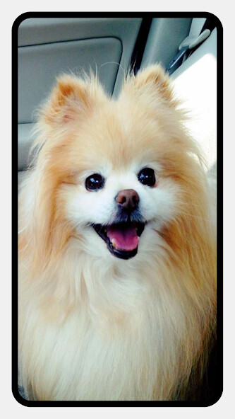 Run android online APK Pomeranian Dog Wallpapers from MyAndroid or emulate Pomeranian Dog Wallpapers using MyAndroid Run android online APK Pomeranian Dog Wallpapers from MyAndroid or emulate Pomeranian Dog Wallpapers using MyAndroid