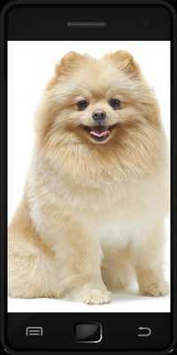 Emulate Android APK Pomeranian Emulate Android APK Pomeranian