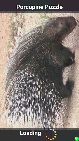Run android online APK Porcupine Puzzle from MyAndroid or emulate Porcupine Puzzle using MyAndroid Run android online APK Porcupine Puzzle from MyAndroid or emulate Porcupine Puzzle using MyAndroid
