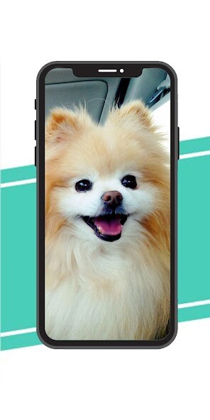 Run android online APK poweranian wallpaper from MyAndroid or emulate poweranian wallpaper using MyAndroid Run android online APK poweranian wallpaper from MyAndroid or emulate poweranian wallpaper using MyAndroid