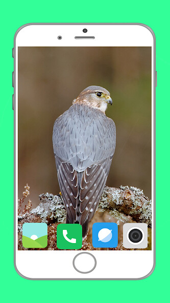 Run android online APK Predator Birds Full HD Wallpaper from MyAndroid or emulate Predator Birds Full HD Wallpaper using MyAndroid Run android online APK Predator Birds Full HD Wallpaper from MyAndroid or emulate Predator Birds Full HD Wallpaper using MyAndroid