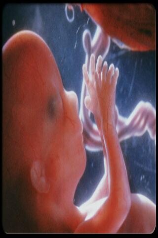 Run android online APK Pregnancy Stages from MyAndroid or emulate Pregnancy Stages using MyAndroid Run android online APK Pregnancy Stages from MyAndroid or emulate Pregnancy Stages using MyAndroid