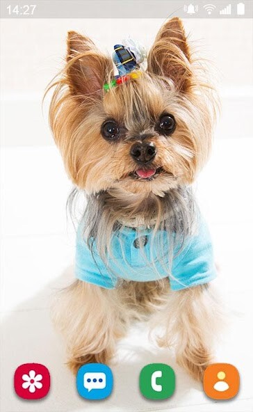 Run android online APK Pretty Yorkshire Terrier from MyAndroid or emulate Pretty Yorkshire Terrier using MyAndroid Run android online APK Pretty Yorkshire Terrier from MyAndroid or emulate Pretty Yorkshire Terrier using MyAndroid